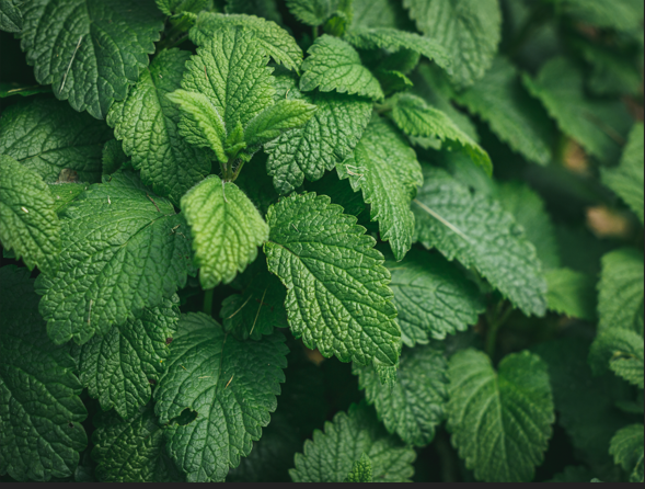 menthe e-liquides vape